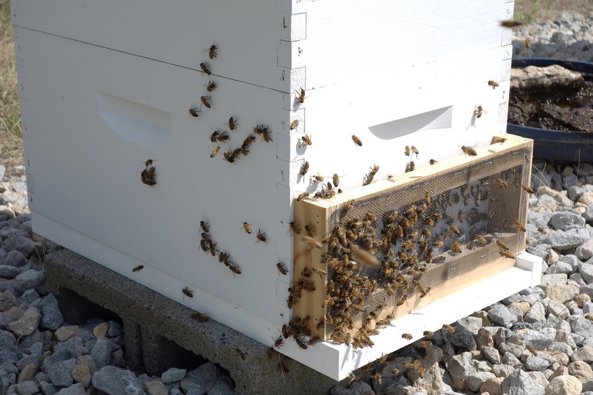 diy robbing screen Beesource Beekeeping Forums